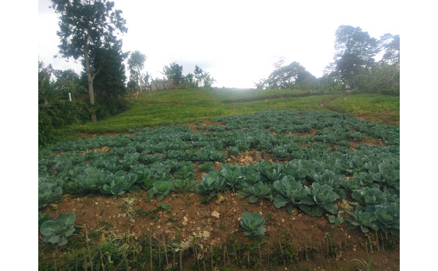 Marmelade : vers la disparition des plantations de chou